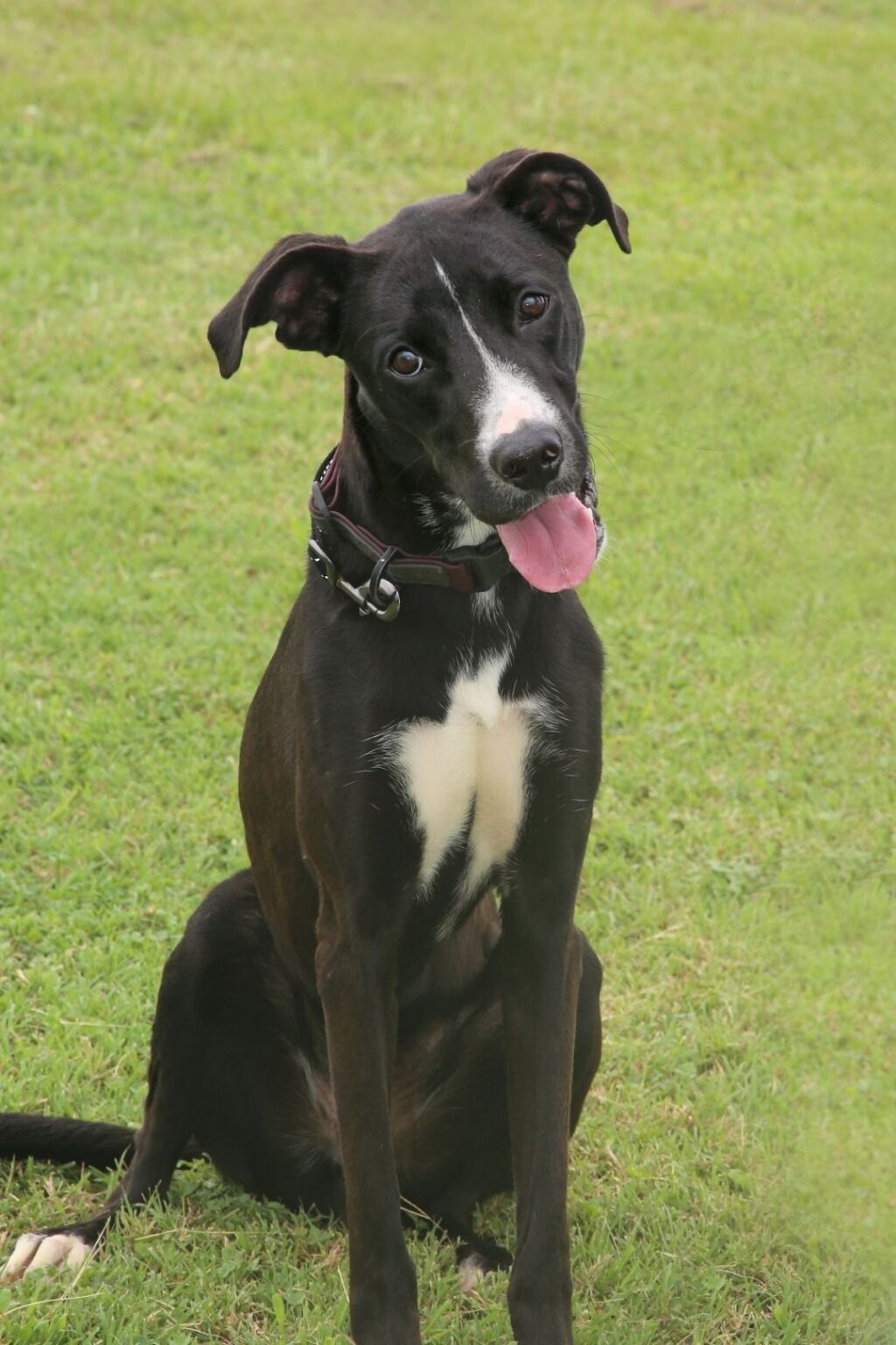 Home - LittleRhodyRescue.org